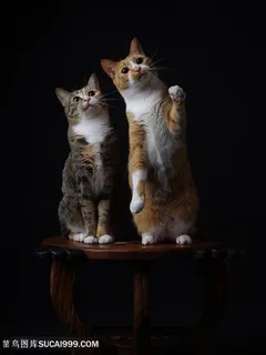 桌子上两只可爱的猫咪图片