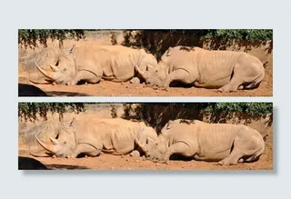 犀牛动物园动物设计素材森林野生