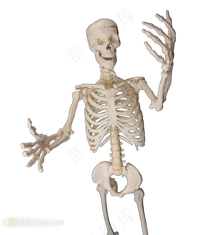 人体器官模型 举手