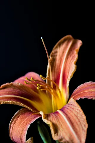 白色纯洁百合摄影素材