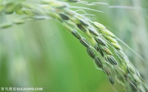 农作物-一束稻穗特写