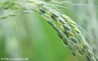 农作物-一束稻穗特写