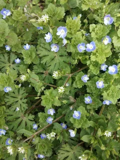 花草  小草 小花 花海 花花草草  花草  小草 小花 花海 花花草草