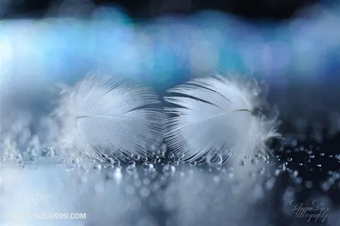 高清唯美羽毛静物图片