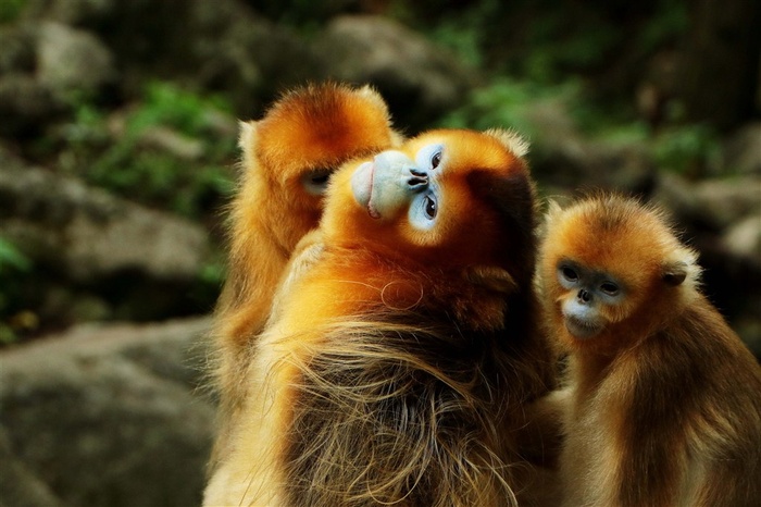 野生动物金丝猴高清图