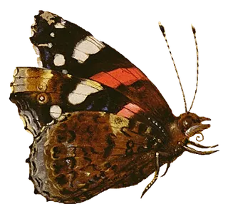 复古油画质感宫廷花卉植物花朵鲜花拼贴图案PNG免抠图片设计素材