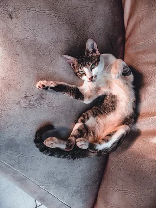 可爱猫咪猫猫摄影素材