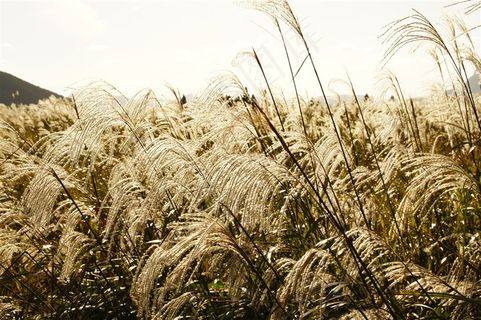 漂亮的芦苇丛素材图片