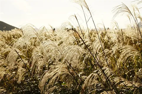 漂亮的芦苇丛素材图片