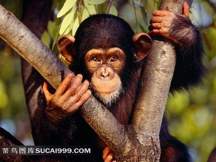 树杈上的猿猴摄影素材