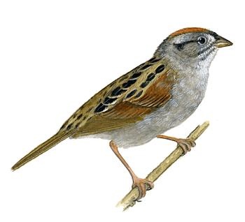 麻雀 PNG免抠(350x318)