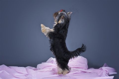 一只站起来的宠物狗