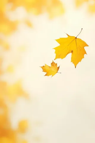 秋天落叶秋叶黄色背景