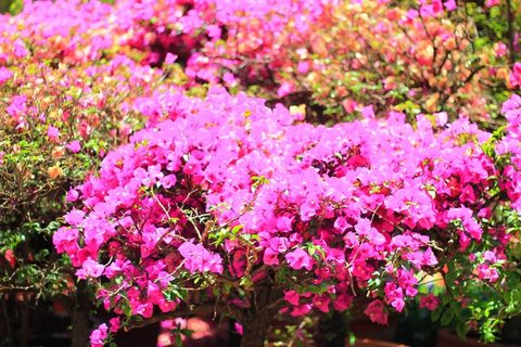 蔷薇花图片 蔷薇花图片