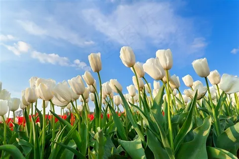 白色郁金香鲜花图片 白色郁金香鲜花图片