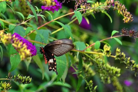 美丽蝴蝶玉带凤蝶素材图