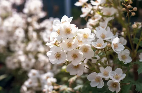 白色花朵春天盛开，以柔和的边缘和大气效果的风格，bloomcore，宁静的花园景观，浅琥珀色，fujifilm eterna 160t type 8531，女性感性，bloomsbury group摄影图