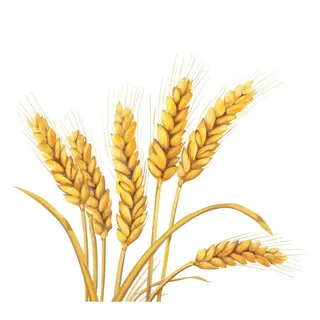 小麦麦穗金黄免抠