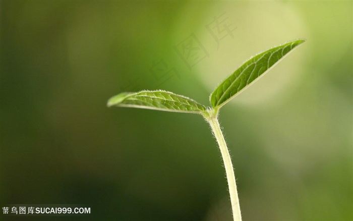 新鲜的蔬菜豆芽植物图片