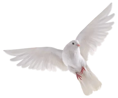 鸟类 鸽子 麻雀 小鸟免扣png透明png元素