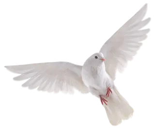 鸟类 鸽子 麻雀 小鸟免扣png透明png元素