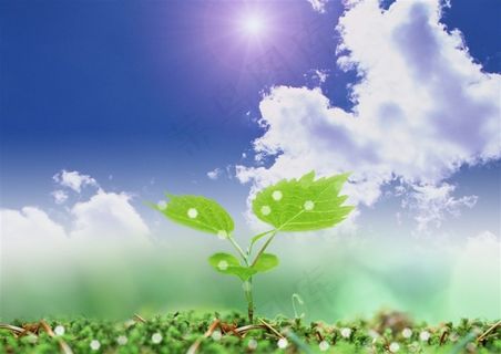 蓝天白云和树叶图片