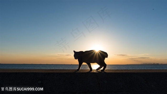 走在夕阳下的小猫咪剪影图片