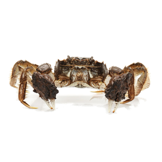 螃蟹(32)海鲜超市商品红酒白底图免抠实物摄影png格式图片透明底