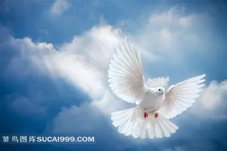 在空中飞翔的美丽白鸽