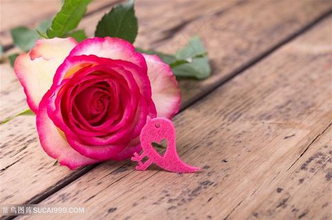 可爱小鸟饰品粉玫瑰图片 可爱小鸟饰品粉玫瑰图片