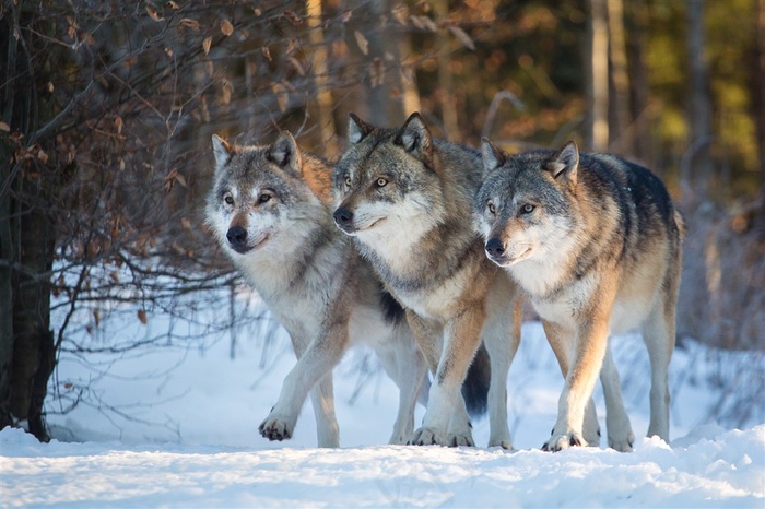 齐心协力野生动物三头狼图片