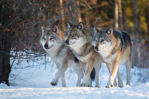 齐心协力野生动物三头狼图片