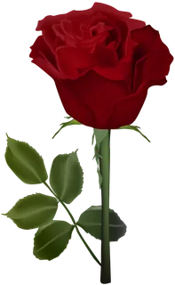 鲜花玫瑰免扣素材 鲜花玫瑰免扣素材