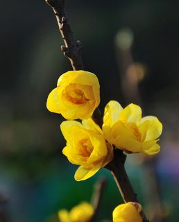 黄色腊梅花图片 黄色腊梅花图片