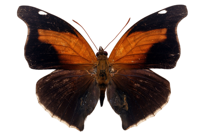 蝴蝶 彩蝶 花蝴蝶 动物 昆虫 免抠