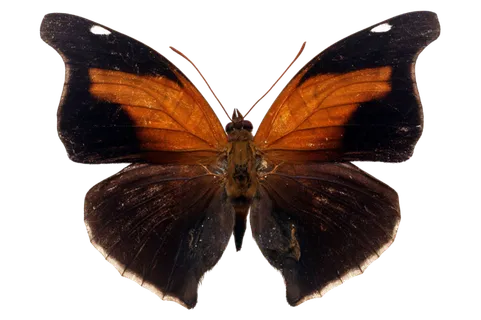 蝴蝶 彩蝶 花蝴蝶 动物 昆虫 免抠