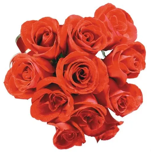 玫瑰 PNG免抠(4179x4187)