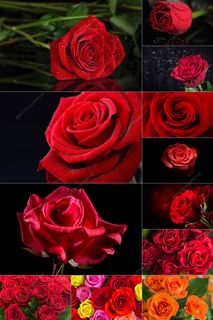 130张玫瑰花图片集合
