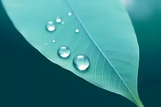 树叶露珠青色大气意境背景