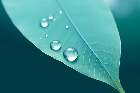 树叶露珠青色大气意境背景 树叶露珠青色大气意境背景