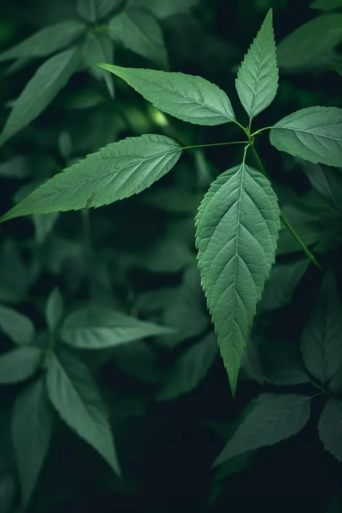 简约树叶清新绿色大气摄影背景