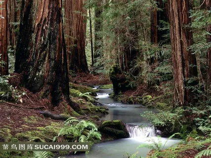 原始森林中的小河