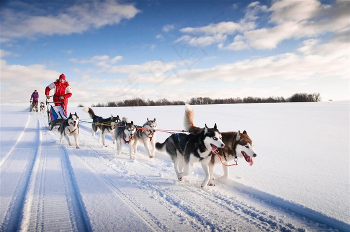 雪地上的雪橇犬高清摄影图片