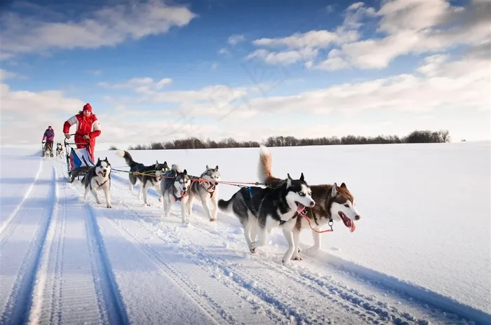 雪地上的雪橇犬高清摄影图片