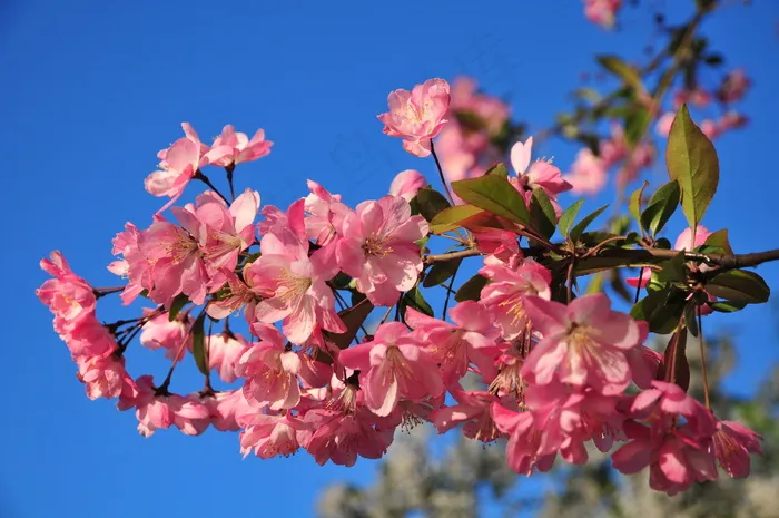 海棠花枝图片
