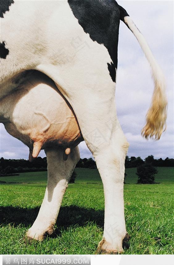丰润的乳汁