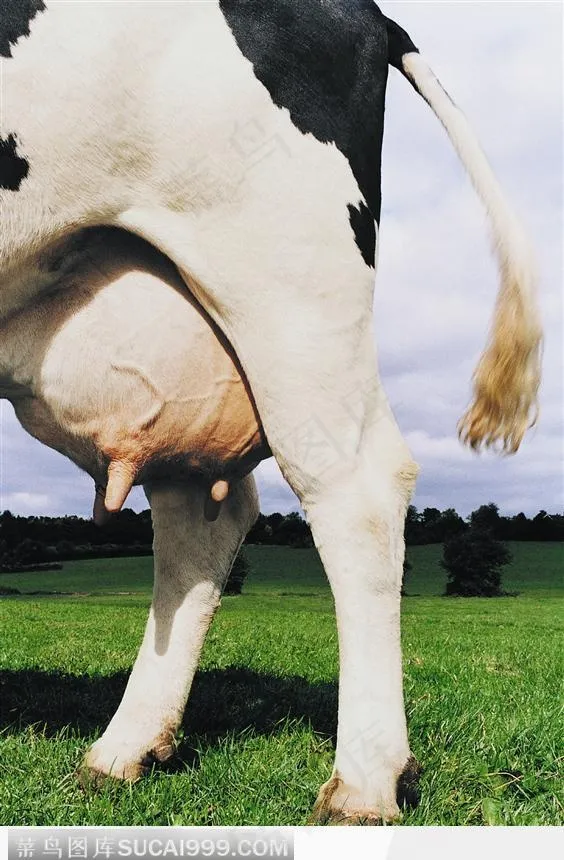 丰润的乳汁