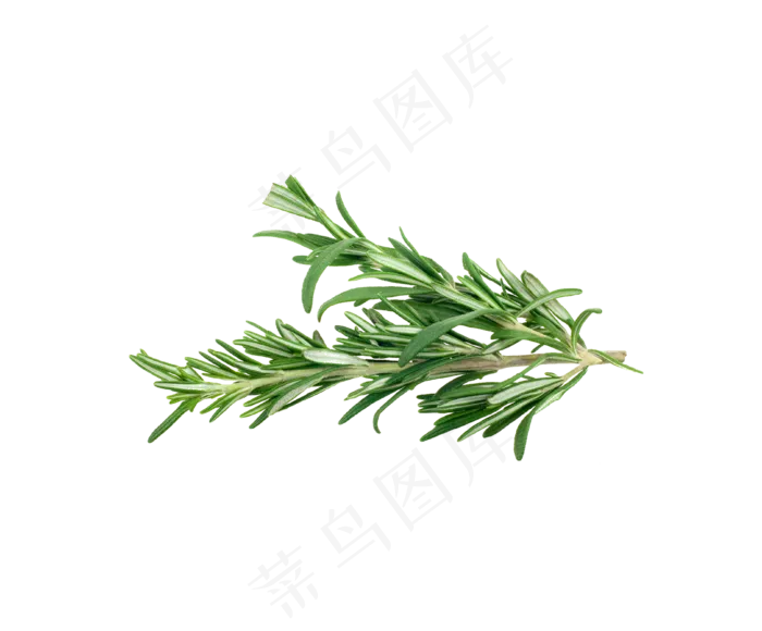 手绘草本中药药材