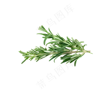 手绘草本中药药材