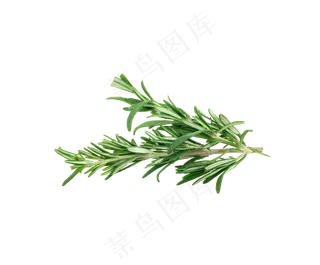 手绘草本中药药材